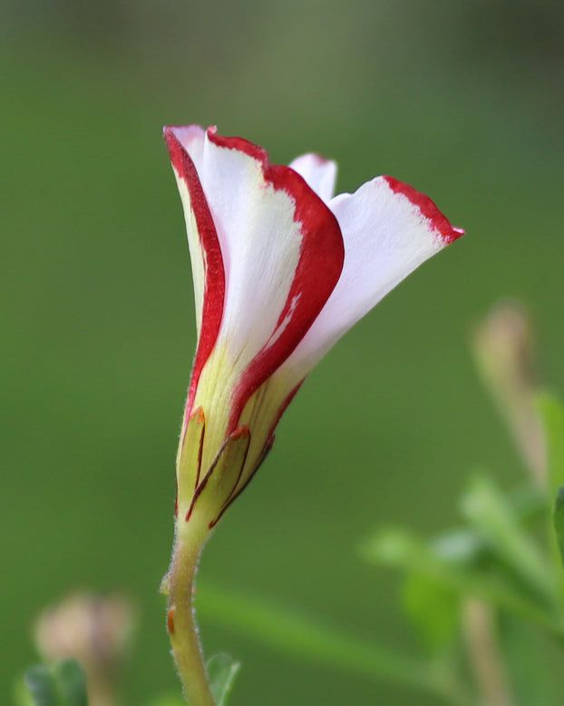 care for Candy Cane Sorrel