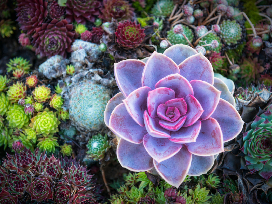 How Often to Water Succulents