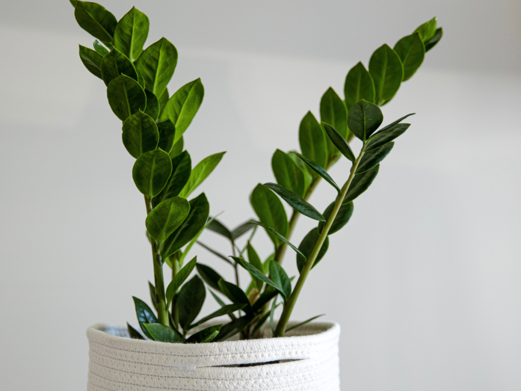 ZZ Plant