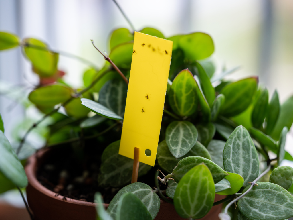 How to Get Rid of Gnats